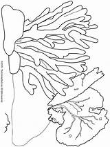 Coral Reef Coloring Pages Printable Kids Color Visit sketch template