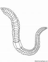 Earthworms Earthworm sketch template