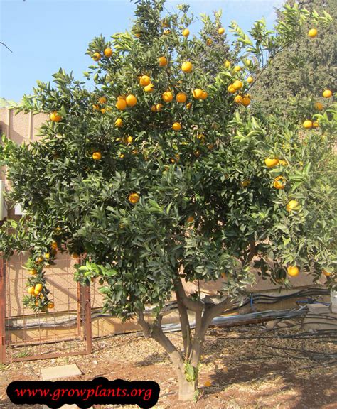 orange tree   grow care