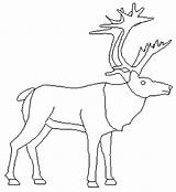 Caribu Caribou Coloriage Colorat Imagini Desene Cerb Planse Gifgratis sketch template