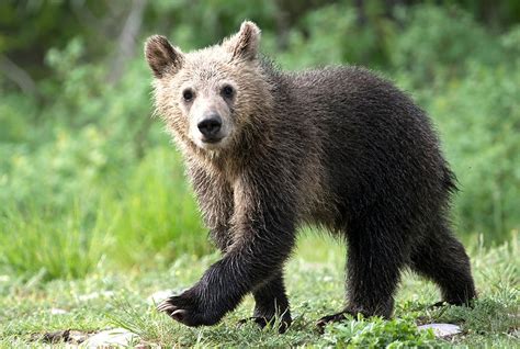 cub  americas  famous grizzly bear   killed   car  washington post