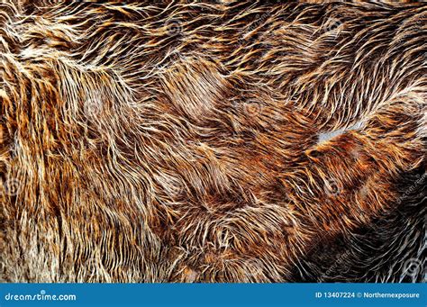 brown fur stock photo image  coat pattern milk textures