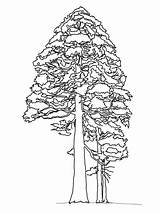 Redwood Ausmalen Tanne Mammutbaum Ausmalbild sketch template