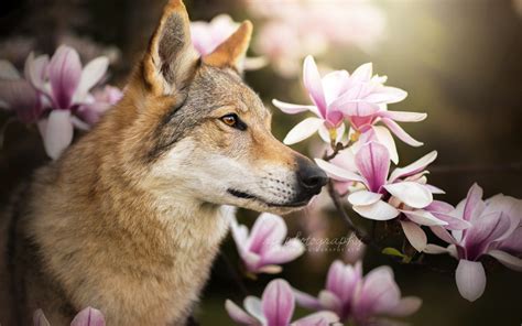 flower wolves wallpapers wallpaper cave