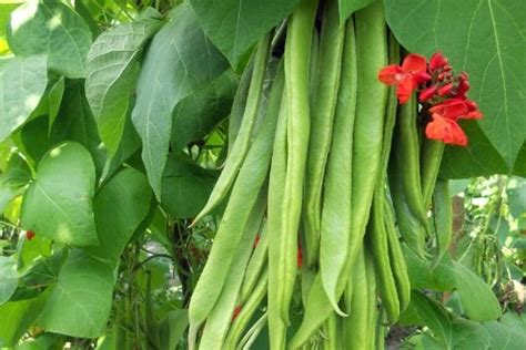 buy bean plants  marshalls marshalls garden