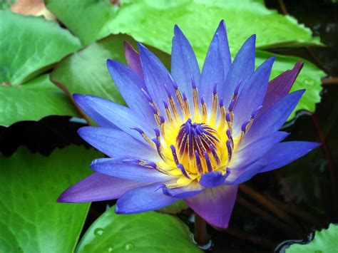 File Water Lily Purple  Wikimedia Commons