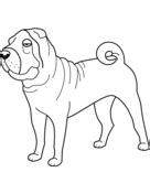 funny shar pei coloring page horse coloring pages coloring pages