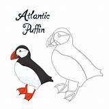 Puffin Dyeing sketch template