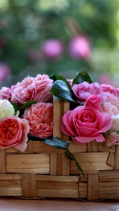 Pin By Sarah Achterberg On Flowers Rose Basket Flowers Online