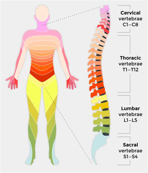 spinal cord injury    affects people