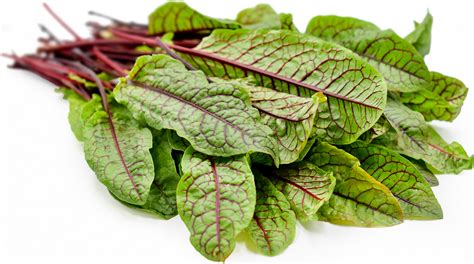 red sorrel information  facts