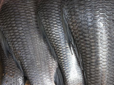 filefish scalesjpg wikimedia commons