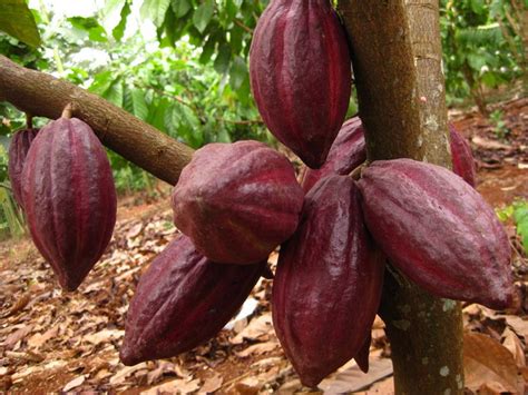Cacao Cây Cảnh Hoa Cảnh Bonsai Hòn Non Bộ Sân Vườn Tiểu Cảnh