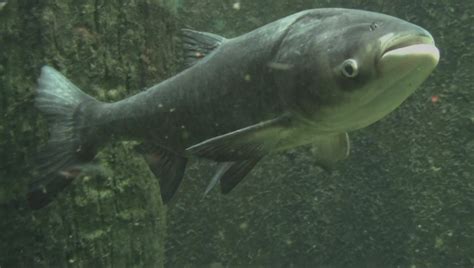 Asian Carp Why This Invasive Species Is So Dangerous To The Great