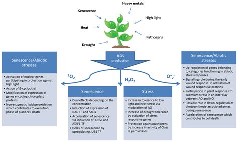 plants  full text senescence stress  reactive oxygen species