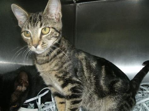save cleopatra and her brother douglasville ga patch