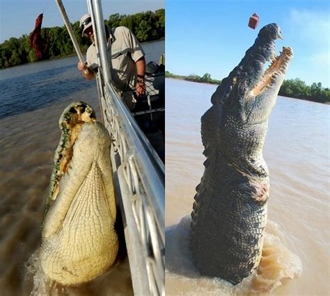 The Biggest Crocodiles In The World Apsara Load Will Always Be About