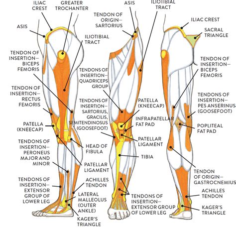 leg anatomy muscles ligaments  tendons anatomy physiology illustration  site