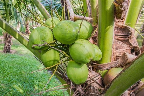simple  steps    plant coconut tree