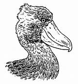 Shoebill Bird Choose Board Terrifying Most sketch template