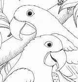 Macaw Hyacinth Macaws Dieren Vogels Vogel Tekeningen Papagaaien Parrot Scarlet sketch template