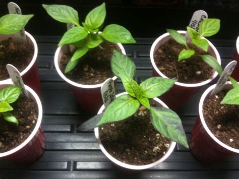 start growing peppers  seed indoors grow hot peppers
