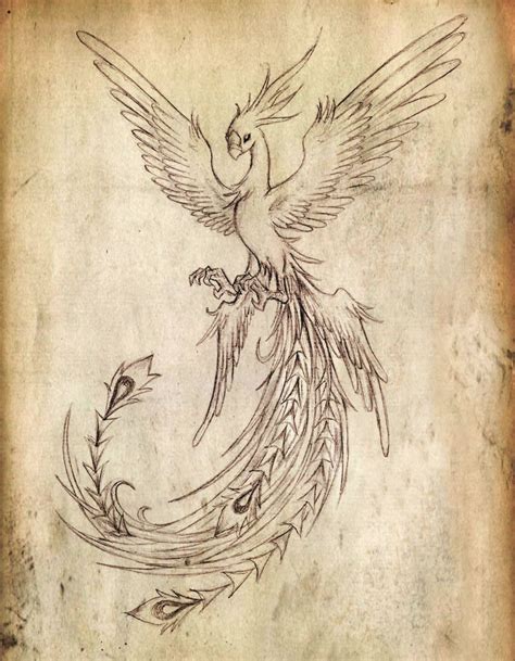 phoenix bird sketch  paintingvalleycom explore collection