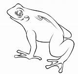 Frog Pages Toad Frogs Colorat Ranas Frosch Broasca Kolorowanki Ropucha Sapos Broscute Lac Dla Broaste Ausmalbilder Broscuta Ausmalbild Planse Sfatulmamicilor sketch template
