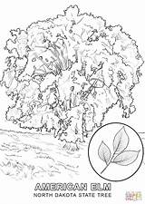Coloring Tree Massachusetts Dakota North Pages State Drawing Symbols Printable Mexico California Hawaii Acacia Kids Color Categories Supercoloring Getdrawings Getcolorings sketch template