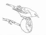 Coloring Oriole Pages Getcolorings Printable sketch template