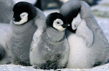 top  cutest baby penguins cute  tiny