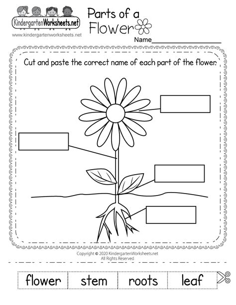 parts   flower worksheet  kindergarten  printable digital