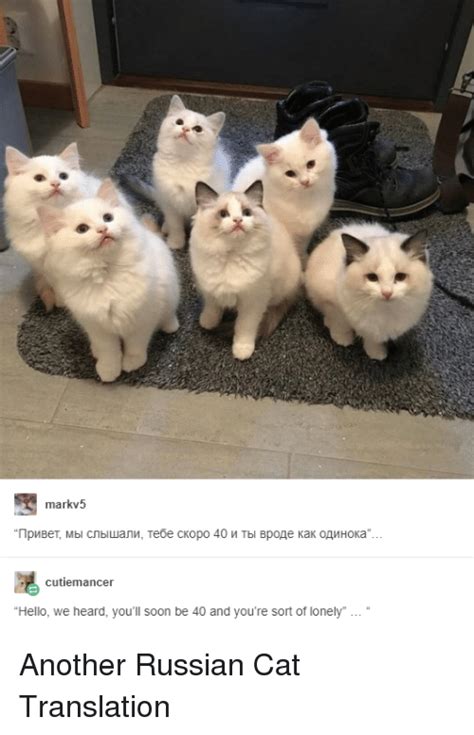 25 best memes about russian cat russian cat memes