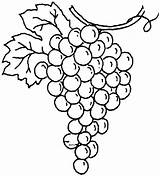 Grape Drawing Coloring Clipart sketch template