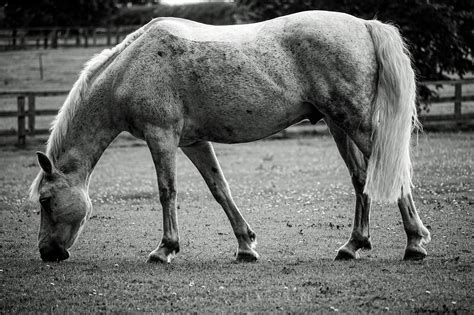 black  white horse pictures   images  facebook tumblr pinterest  twitter
