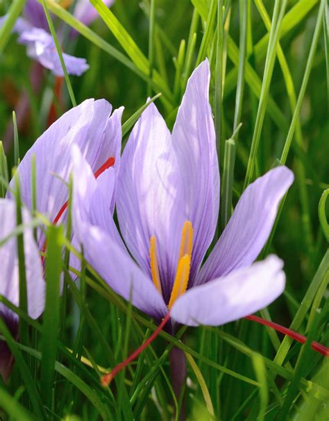 crocus sativus safran krokus biologisch kaufen de warande starkezwiebelnde
