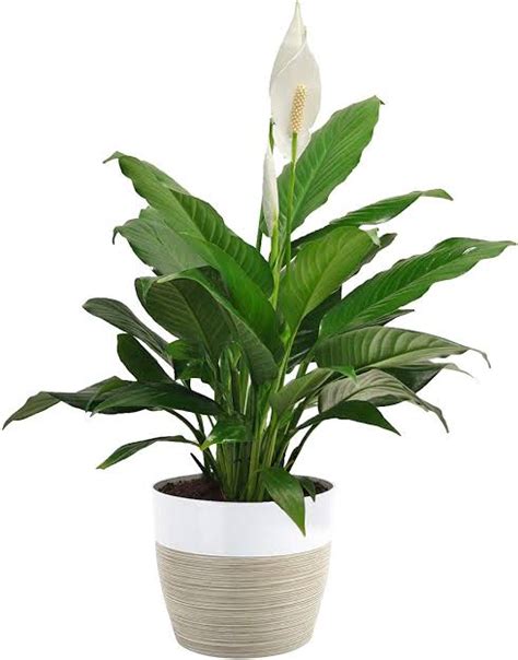 grow peace lily  pots  containers