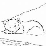 Coloring Arctic Animals Polar Sleeping Bear Animal Pages Kidsplaycolor Drawing sketch template