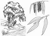 Willow Coloring Tree sketch template