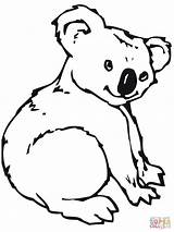 Koala Coloring Pages Kids Color Related Posts Print sketch template