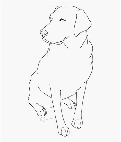 lab dogs coloring pages labrador retriever retriev black lab drawing