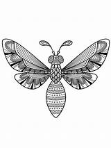 Insect Insects sketch template