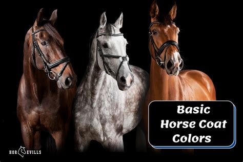basic horse coat colors  pic