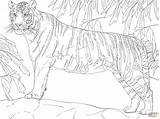 Tiger Bengal Coloring Standing Pages Drawing Color Tank Printable Drawings Template Tigers Side Designlooter Online 1536px 52kb 2048 Click sketch template