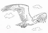 Falco Disegni Osprey Colorare Bambini Pescatore Supercoloring Volo sketch template