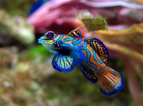 freshwater aquarium fish  beginner aquarists