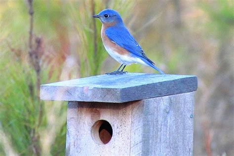 bluebird houses attract nesting bluebirds
