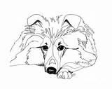 Sheltie Coloring Sheepdog Drawing Shetland Pages Dog Drawings Tattoo Collie Dogs Tattoos Colouring Retouch 19kb 720px Printablecolouringpages Visit Fine Getdrawings sketch template