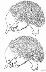 Echidna Aboriginal Mammals sketch template