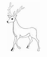 Desene Cerb Colorat Planse Animale Salbatice Deers Cerbul Cerbi Fise Cheie Cuvinte sketch template